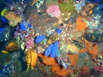 Tulamben diving